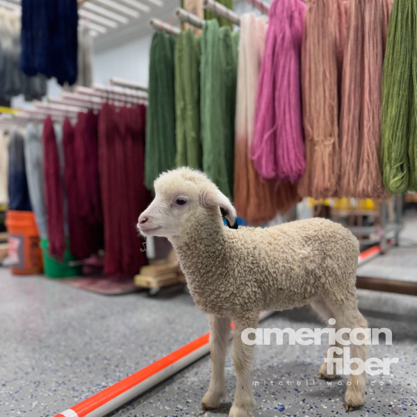 Mitchell Wool Co American Fiber Lamb